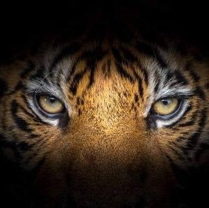 Meet your Posher, Atto